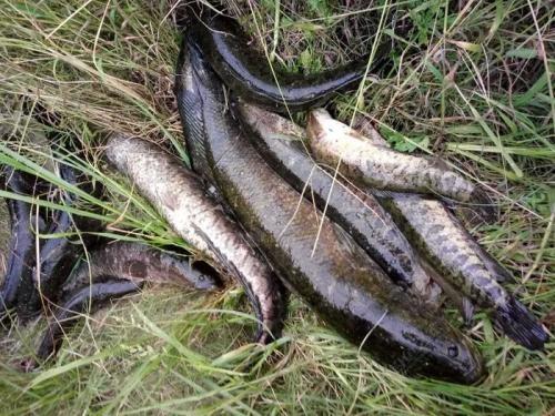 黑鱼变得好钓，原来是用了小方法，难怪轻松许多