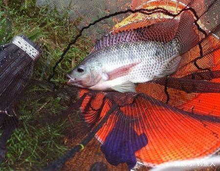 老钓鱼人透露的方法：罗非鱼这么钓，好钓到飞起！