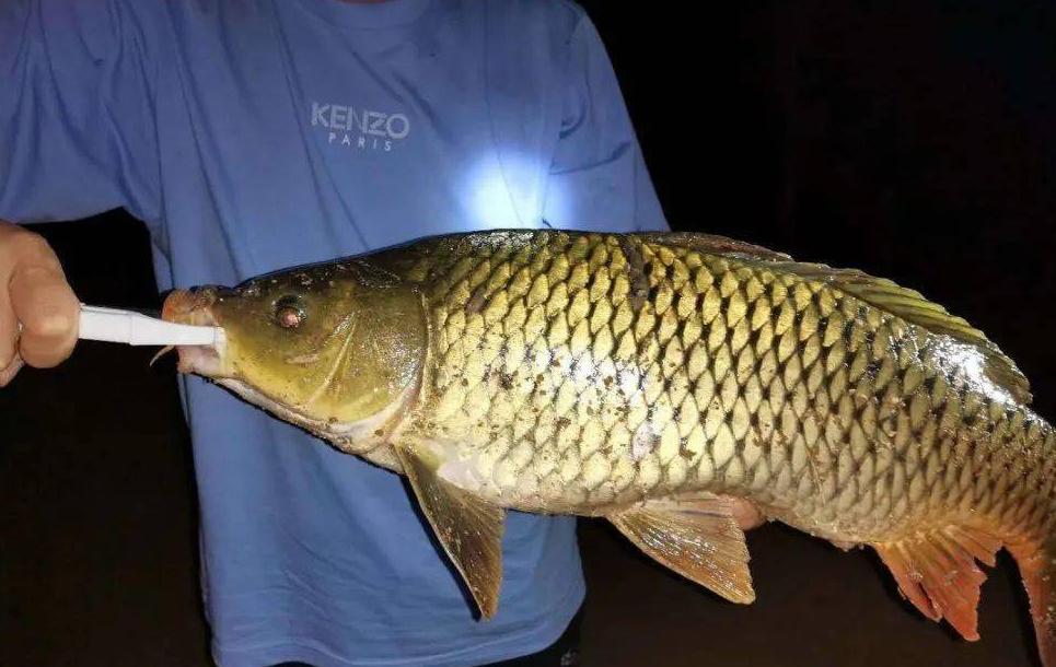 盛夏野钓鲤鱼，钓钝是首选，一早一晚有鱼获