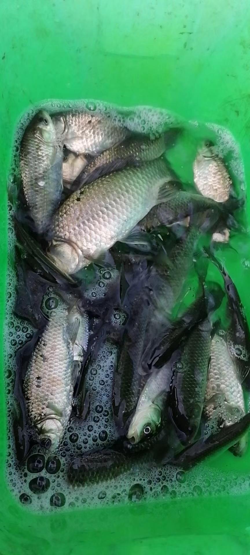 四月谷雨，钓鲫鱼的黄金期已来临。要想爆护，做到以下几点即可