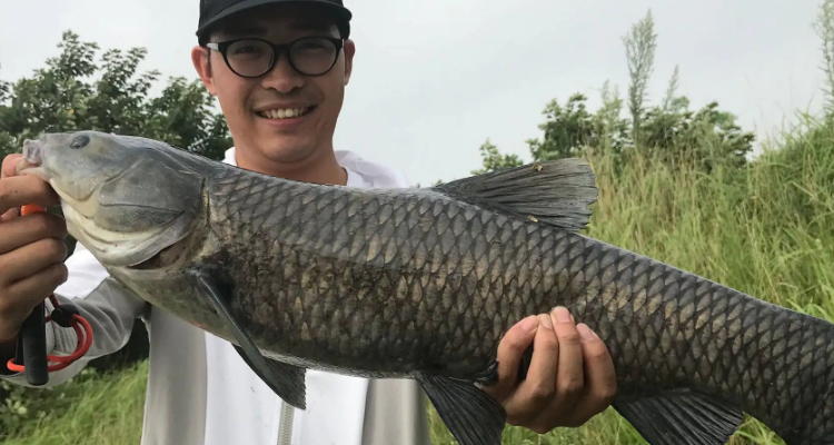 冬天黑坑钓青鱼技巧