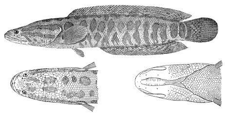 「鱼的生活规律」黑鱼养殖业之害的习性和钓法，五荤三厌之乌鱼