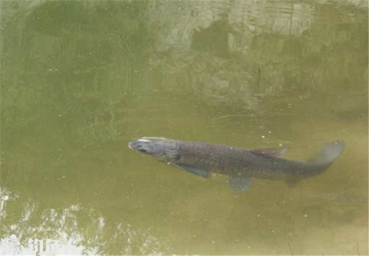 关于钓青鱼的四点建议，新手钓友们学起来