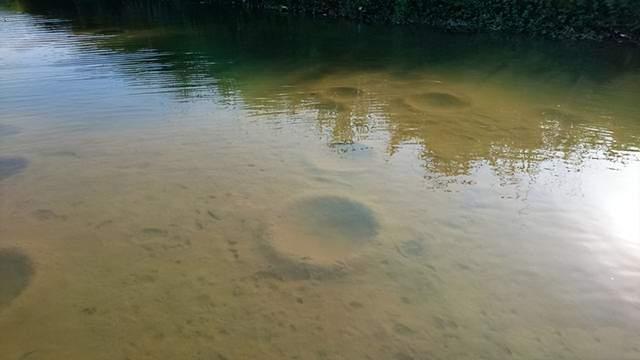 介绍一种特殊钓罗非鱼方法——广西钓鱼人叫“点窝”