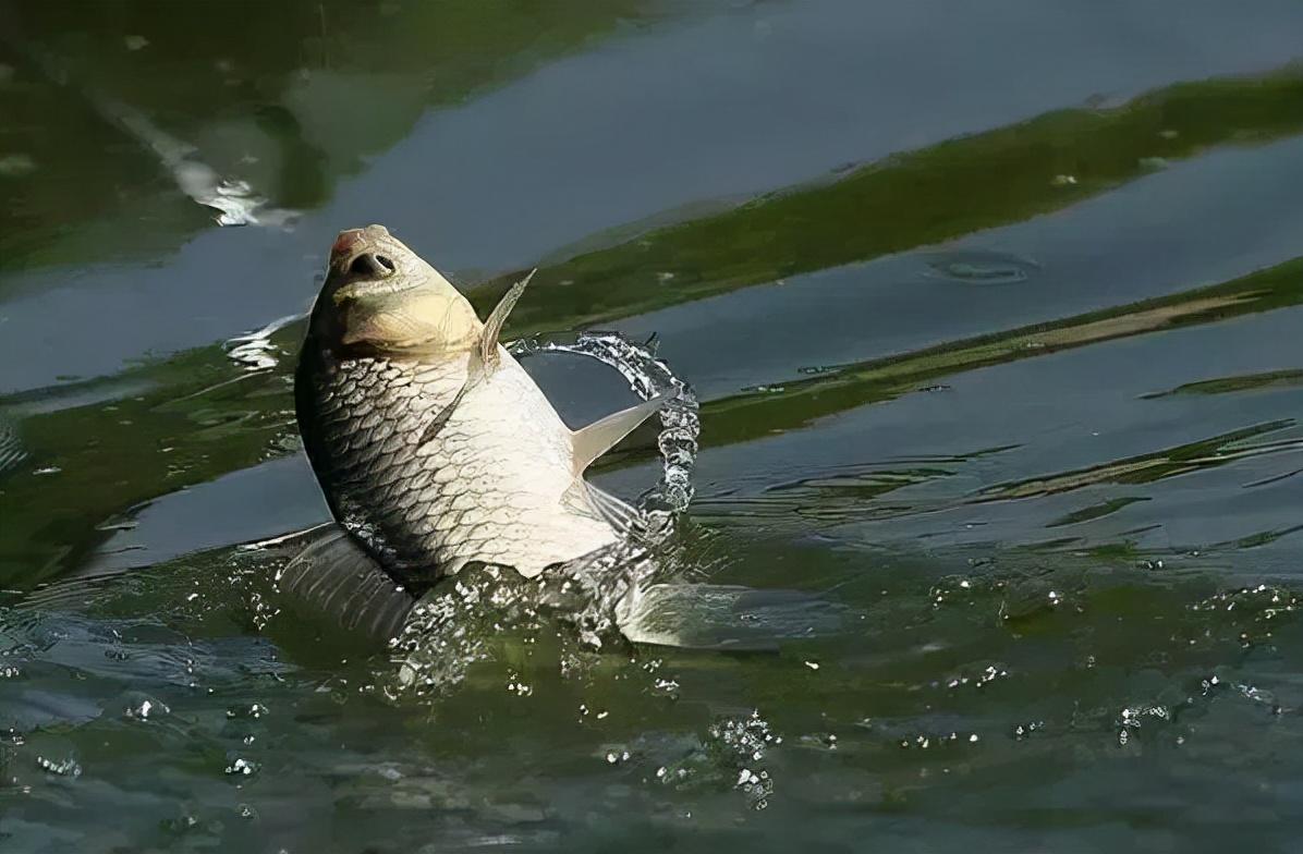 鲫鱼难钓？野外垂钓，只要把握这三个方面，有助于上鲫鱼