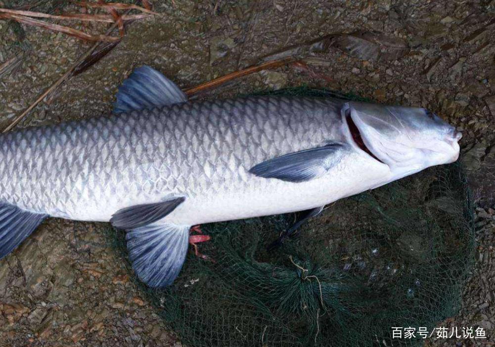 夏季如何作钓大青鱼？想要有个好收获，赶快收藏起来吧