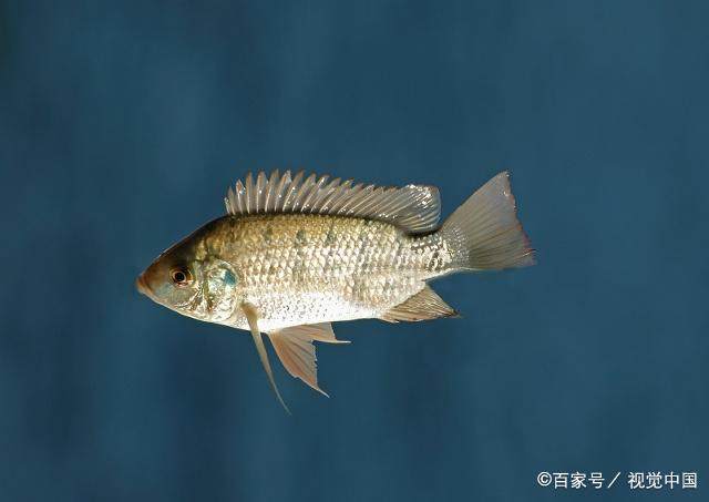 罗非鱼的钓时、钓点的选择，你都知道吗？看完让你收获满满