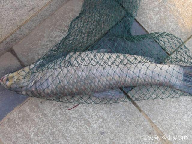 作钓青鱼时，了解这些技巧，让你从此不再空军！