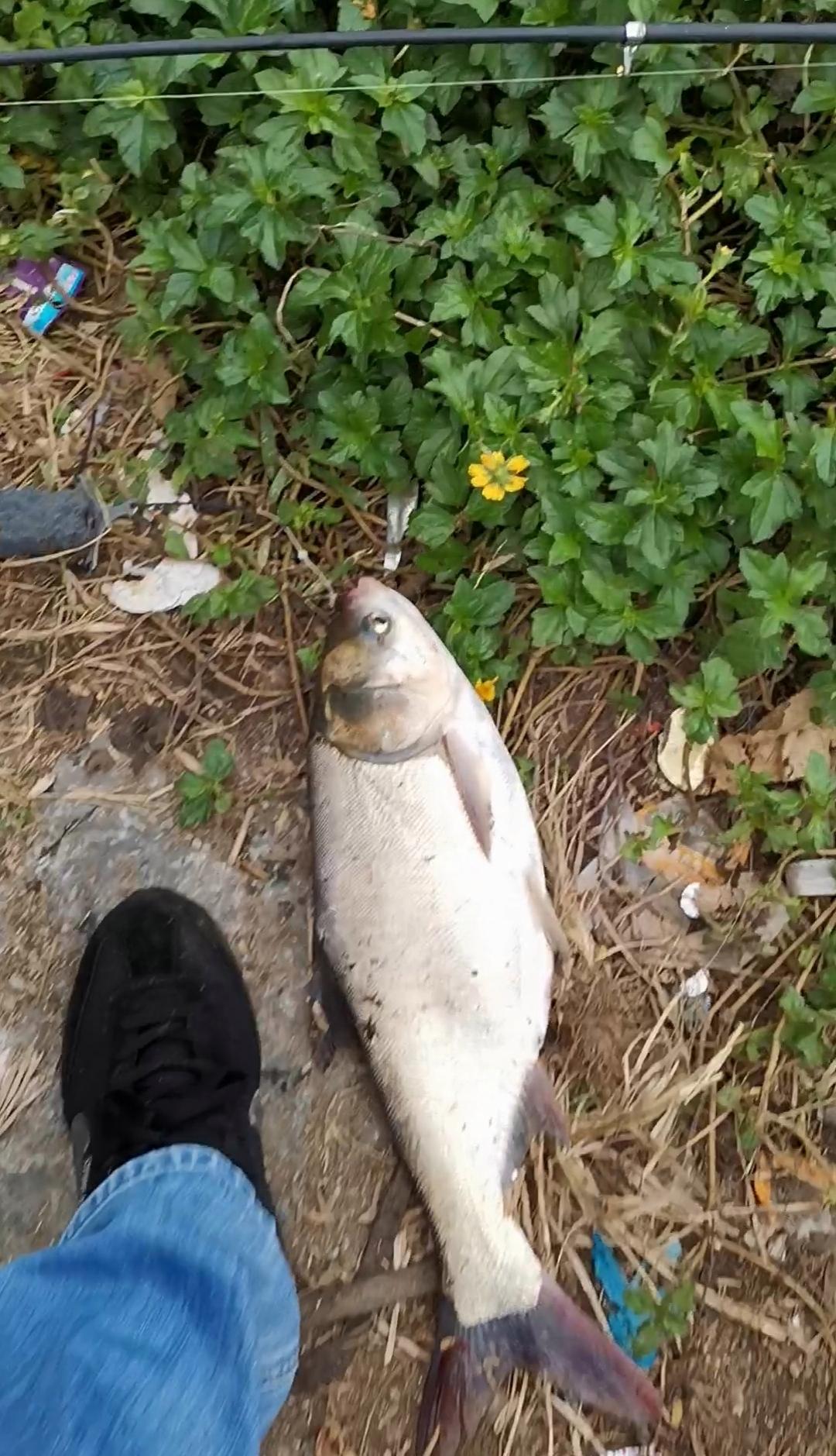 鲢鳙的习性和用什么鱼饵钓到鲢鳙