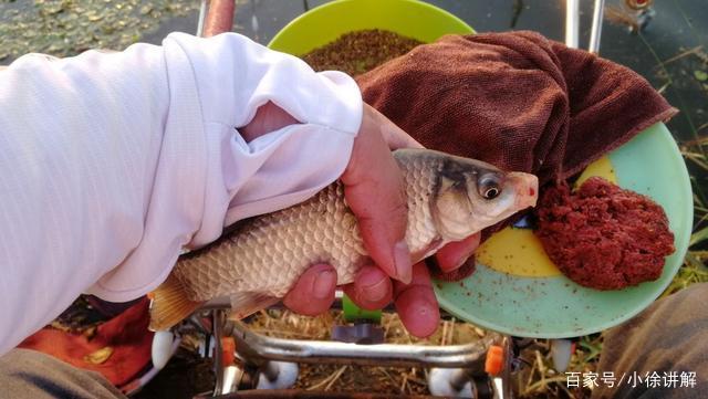 早春学会这样钓鲫鱼，简单实用渔获多