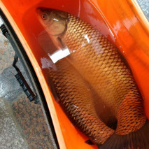 野钓效果显著的草鱼配方，再大的鱼也能被你拖上岸！