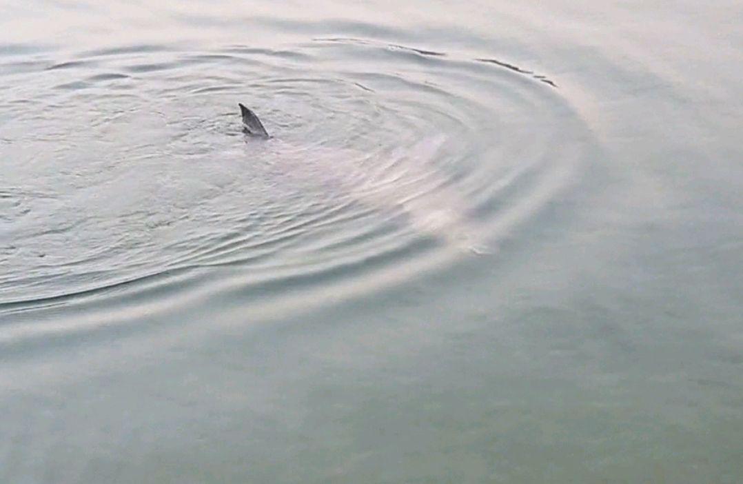 广东河道青鱼王被人钓上岸，鱼嘴里的石头价值上万？鱼石是什么？