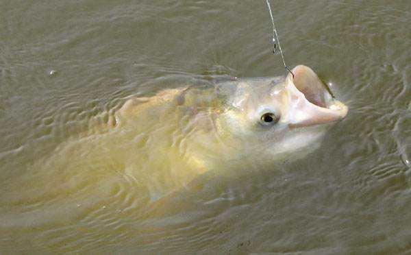 钓鲢鳙，线组、鱼竿不会选，你就等着跑鱼吧！