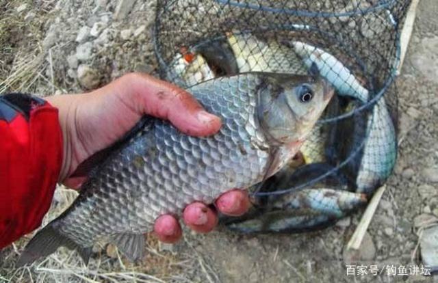 钓鱼大师告诉你钓不同的鱼用什么窝料最好用，看看你用对了没有？