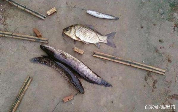 鲫鲤鱼难钓到怀疑人生，不如换个钓法“对付”黑鱼，上鱼肯定快！