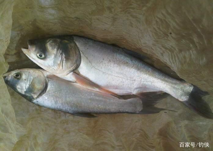 水库钓鲢鳙鱼配方：钓鲢鳙这样效果好