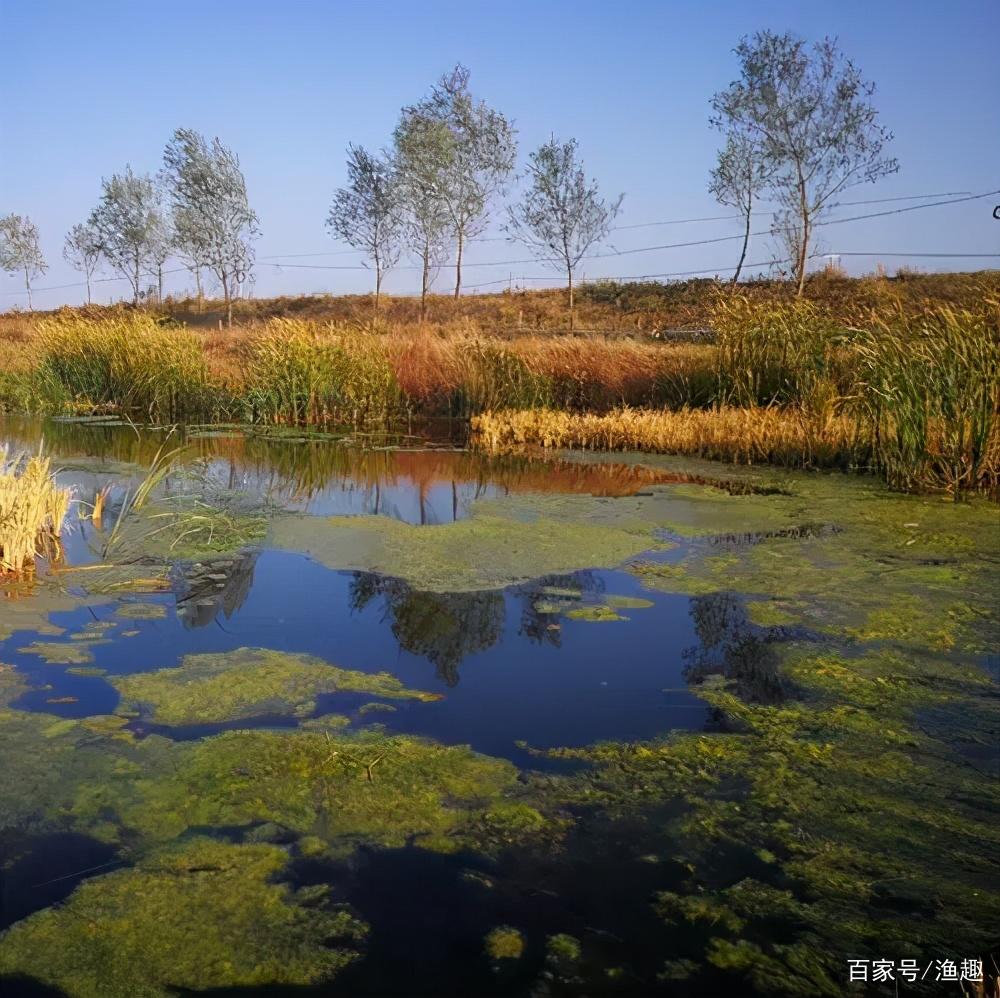 春天如何钓黑鱼，这些钓场要注意，环境好“逗钓”需注意