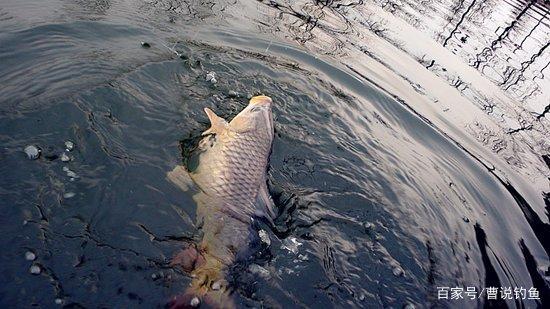这款自制饵料渔获173斤，人人都吃过，钓鲤鱼鲫鱼青鱼最好使！