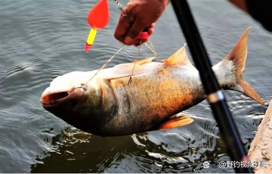 夏季手竿钓鲢鳙，教你3个“连竿秘诀”，学会了不愁大鱼不上钩