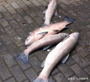 钓小鱼不过瘾，这里教你钓青鱼，赶快收藏起来