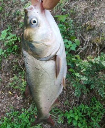 学会找鱼层 野钓鲢鳙爆护
