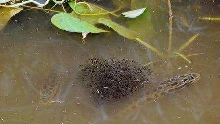 如何钓凶猛的黑鱼？掌握这几种方法让你收获翻倍