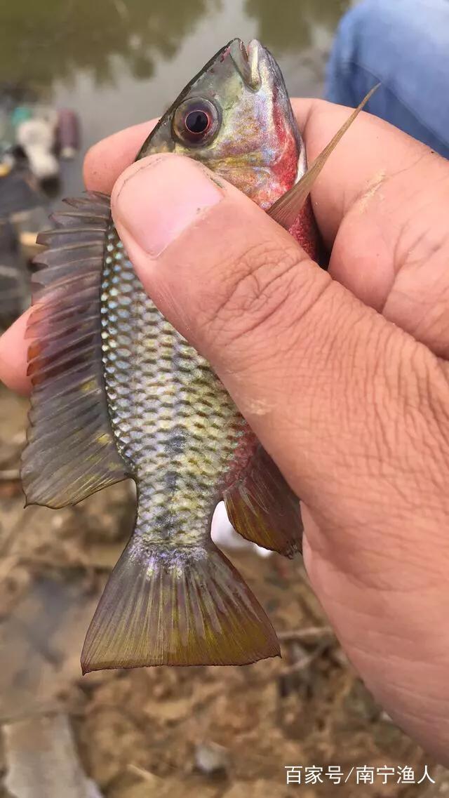 空钩点窝钓大罗非教程