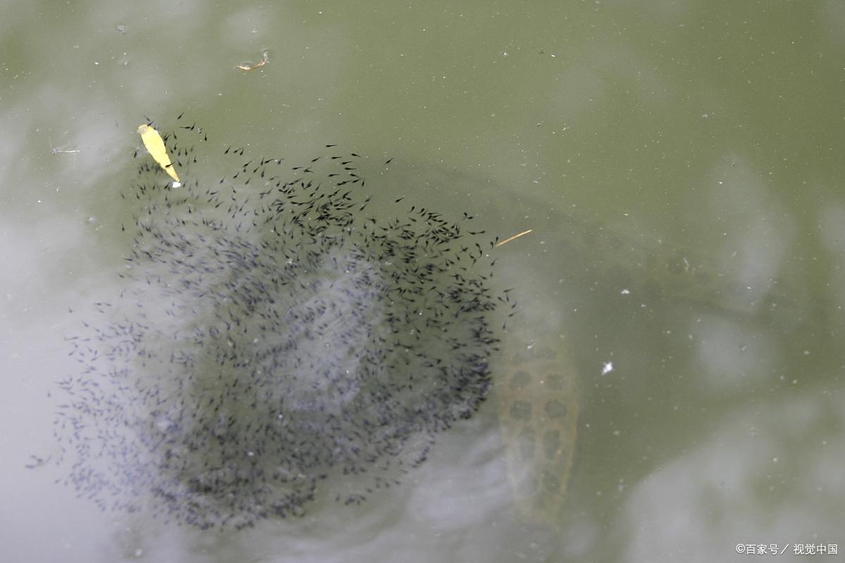 春季升温好路亚，出钓做好这两点，自然水域更容易路亚到黑鱼
