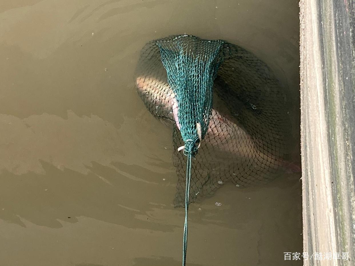 野钓鲢鳙，新手入门，解密新手不太了解的内容，对你中鱼有帮助