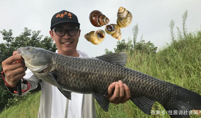 钓大青鱼、螺蛳、玉米粒，哪一个最好呢？钓鱼用青鱼饵料效果对比