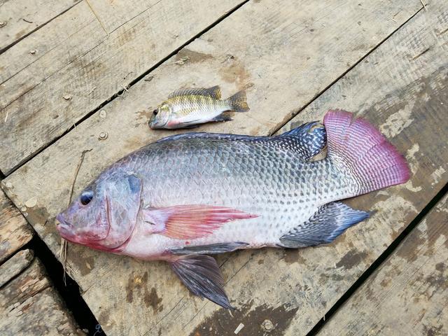 外来物种占据南方水域，这种鱼一年四季都能钓，您真的会钓么？