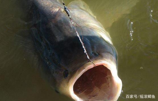 钓鲢鳙技巧，如何钓好鲢鳙？