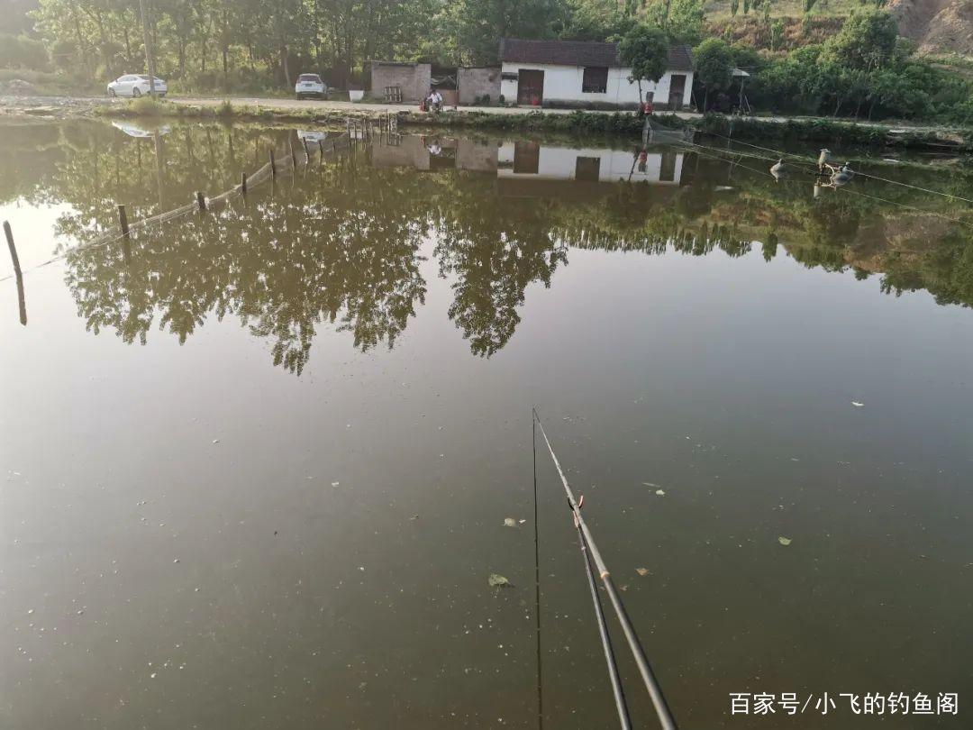 黑坑钓罗非装备是基础，从新鱼到滑鱼，详解黑坑罗非钓法