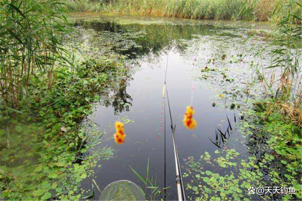 晚春钓鲫鱼，最好用的一种钓法，最适合小中取大