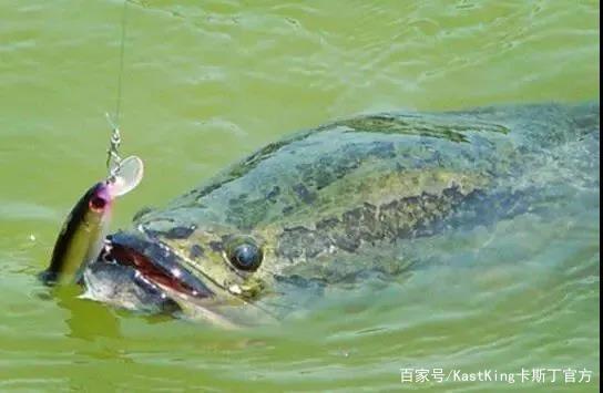 路亚钓黑鱼常去这三个地方，开竿就有鱼