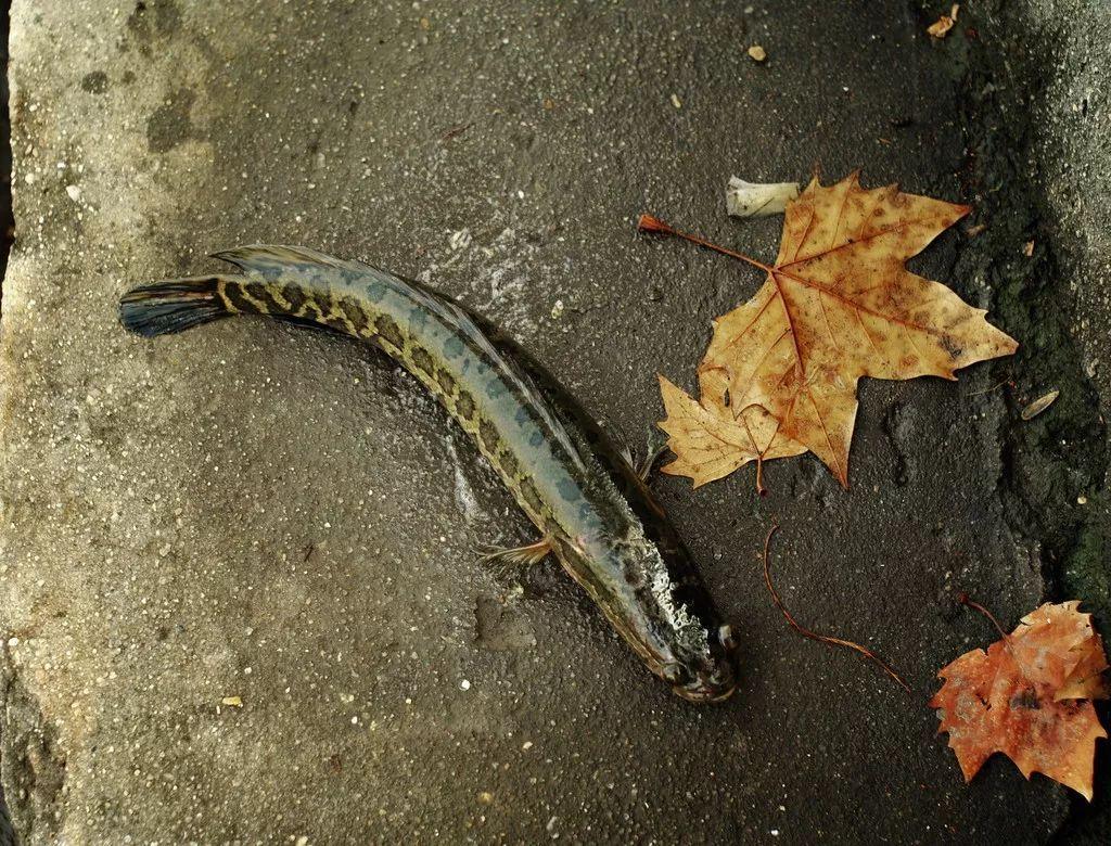 自然水域中钓黑鱼，“声诱探钓”有奇效，这些垂钓技巧别忽略