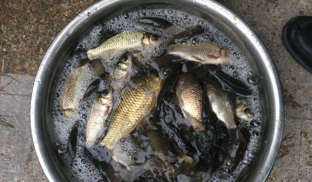 鲫鱼怎么钓？掌握这4个技巧，钓多少你来定