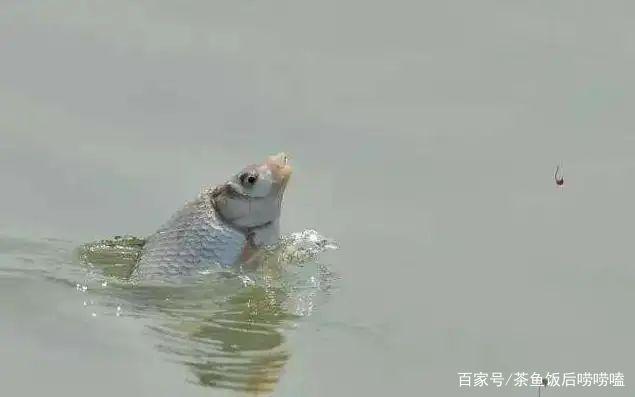 夏钓鲢鳙，这3个点，你注意到了吗？
