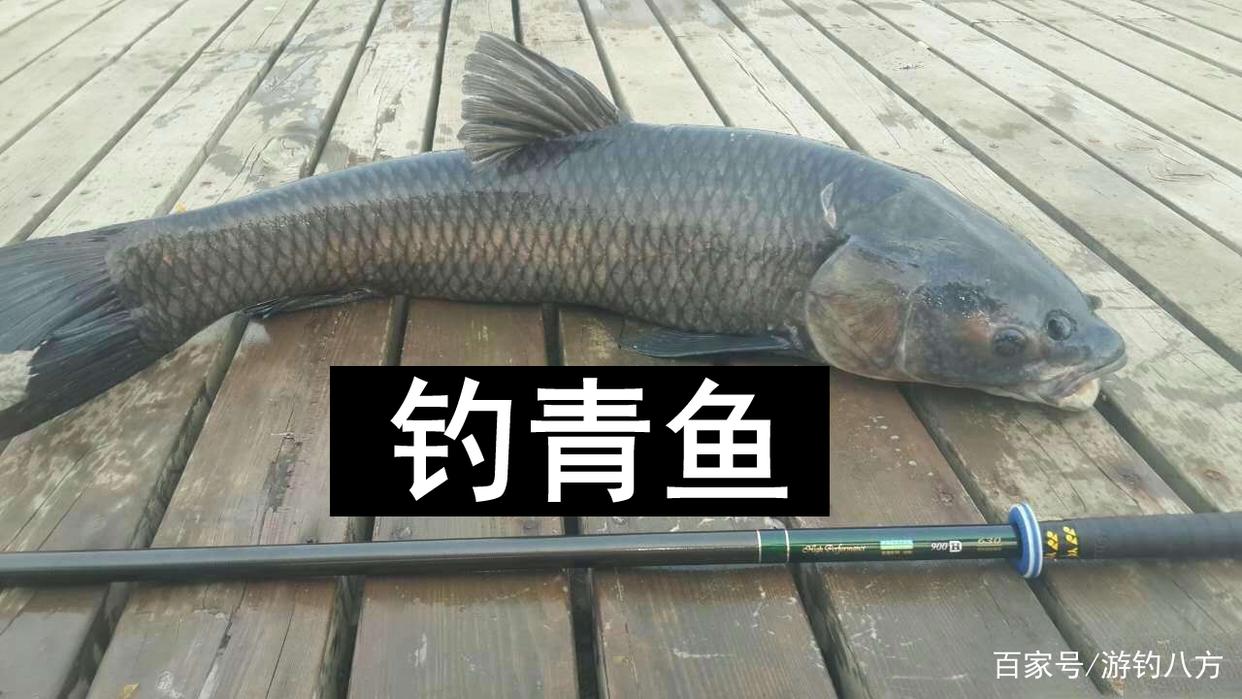 什么时候钓青鱼 钓青鱼水深多少最好 钓青鱼的最低温度