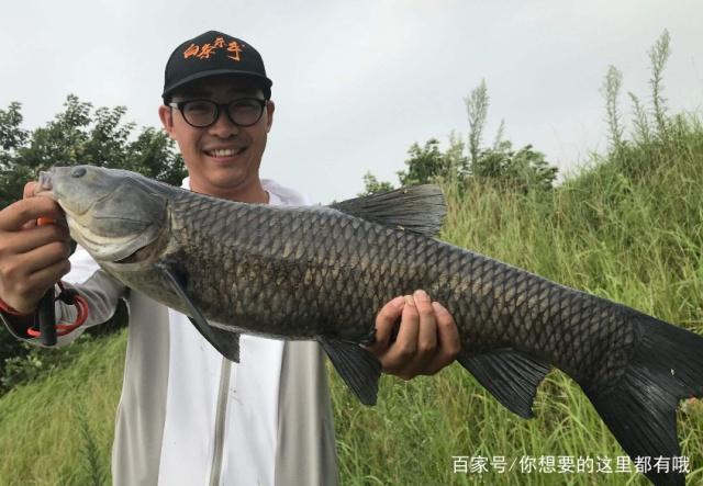 如何钓青鱼？居然还有这些技巧，知道后不想鱼获都不成啊