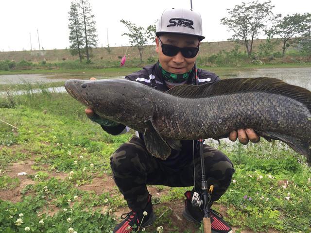 扬州钓友钓到一条15斤“米级”大黑鱼