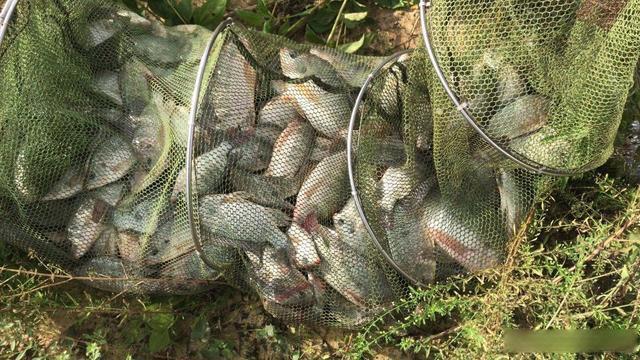 关于钓点到底要不要分享，我的内心很犹豫，因为我有很多顾虑