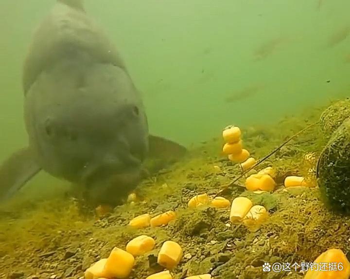 钓鲤鱼不要拘泥于钓目！改变钓目和子线长度，会让你钓得多跑鱼少