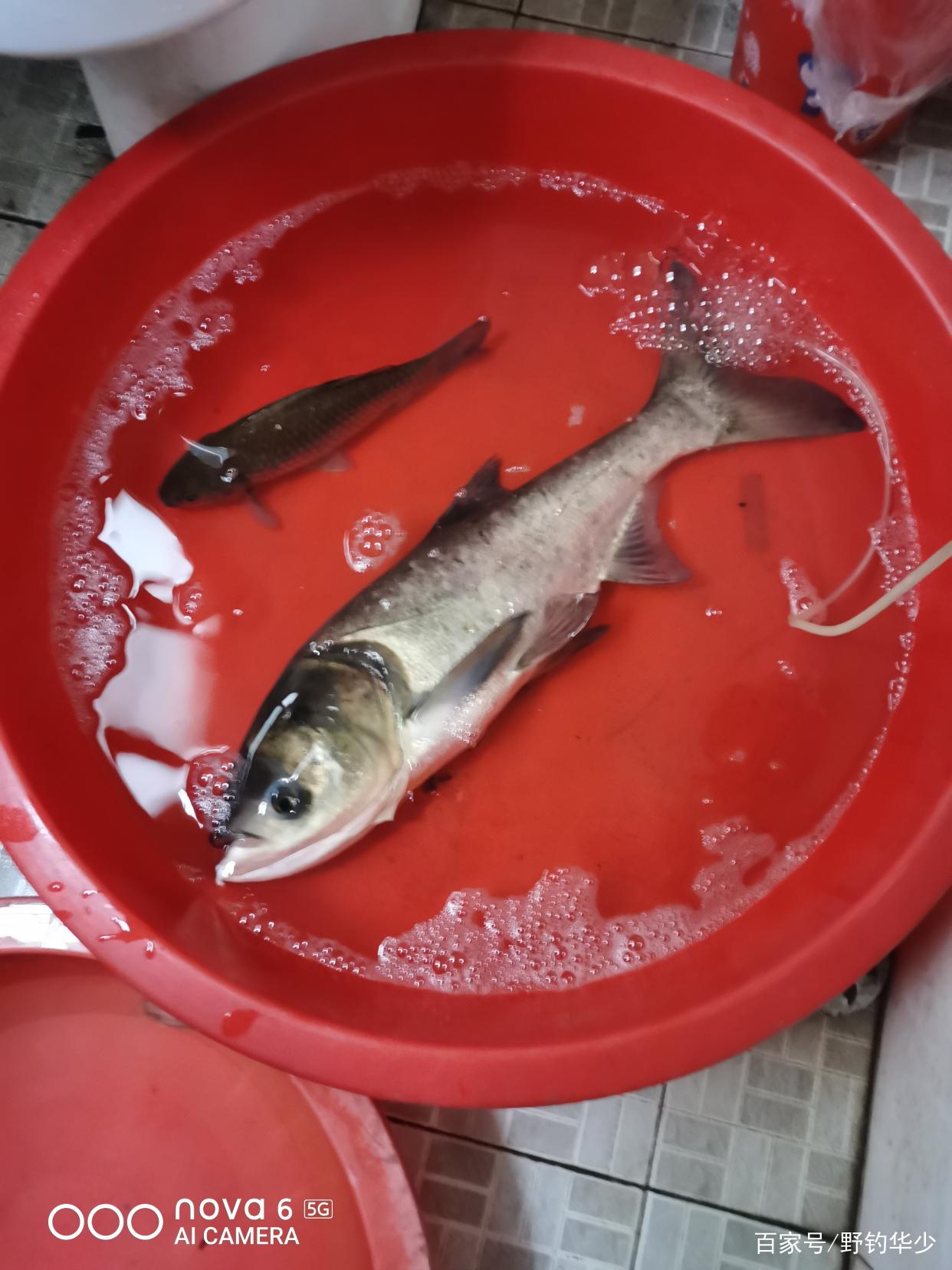 如何轻松钓鲢鳙今天就教你