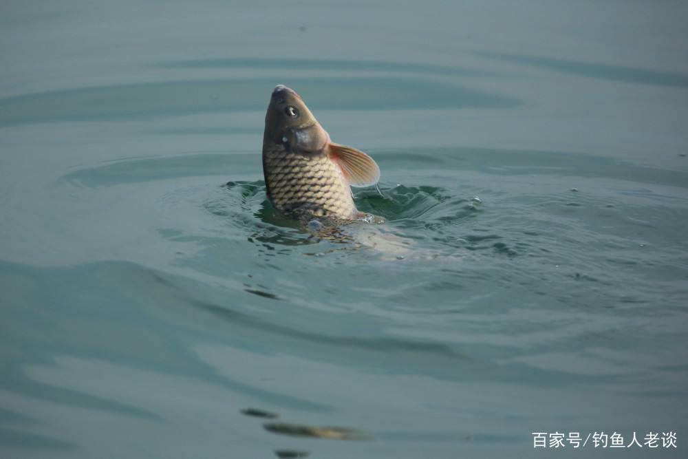 从饵料、调漂、钓位、线组等角度，分析黑坑正钓鲤鱼上岸的思路