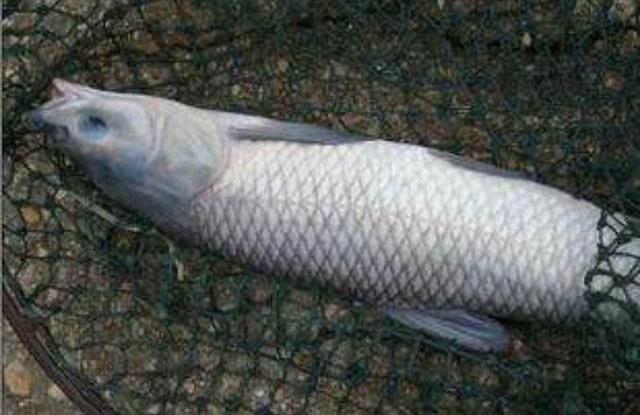 还在冬钓鲫鱼？不钓青鱼才傻呢！学会“这三步”，青鱼钓到手软！