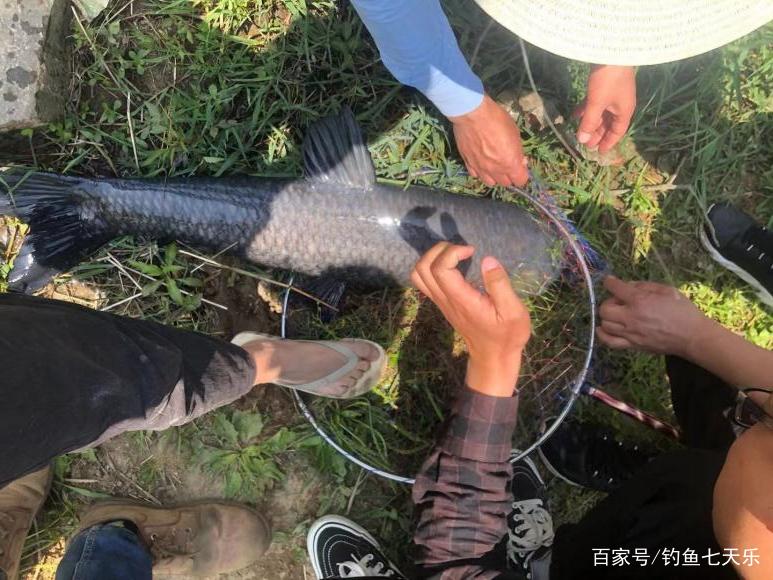 怎么做到的？1.5号主线4号袖钩钓获27斤大青鱼！遛鱼用了3个小时