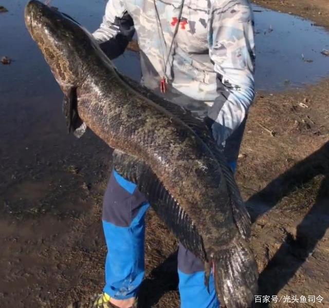 山东钓友钓获“巨型黑鱼”：体长130厘米，重量接近30斤