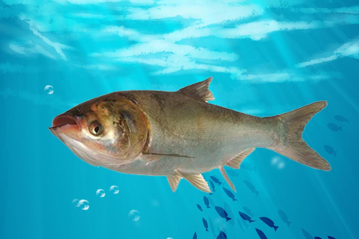 高手不肯透露的鲢鳙钓法技巧（建议收藏）