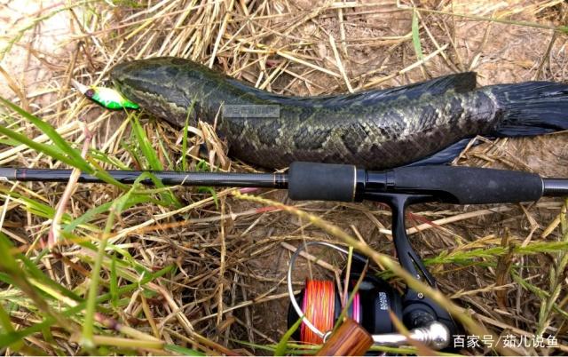黑鱼垂钓的小技巧，掌握了这些，不愁钓不到大鱼